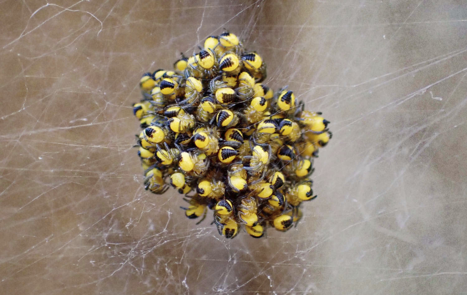 Spiderlings